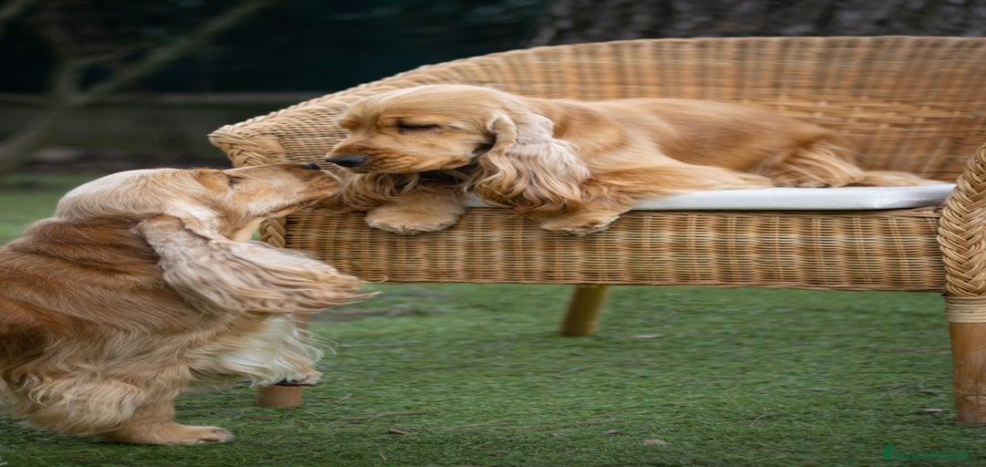 Immagine della galleria {{count}}