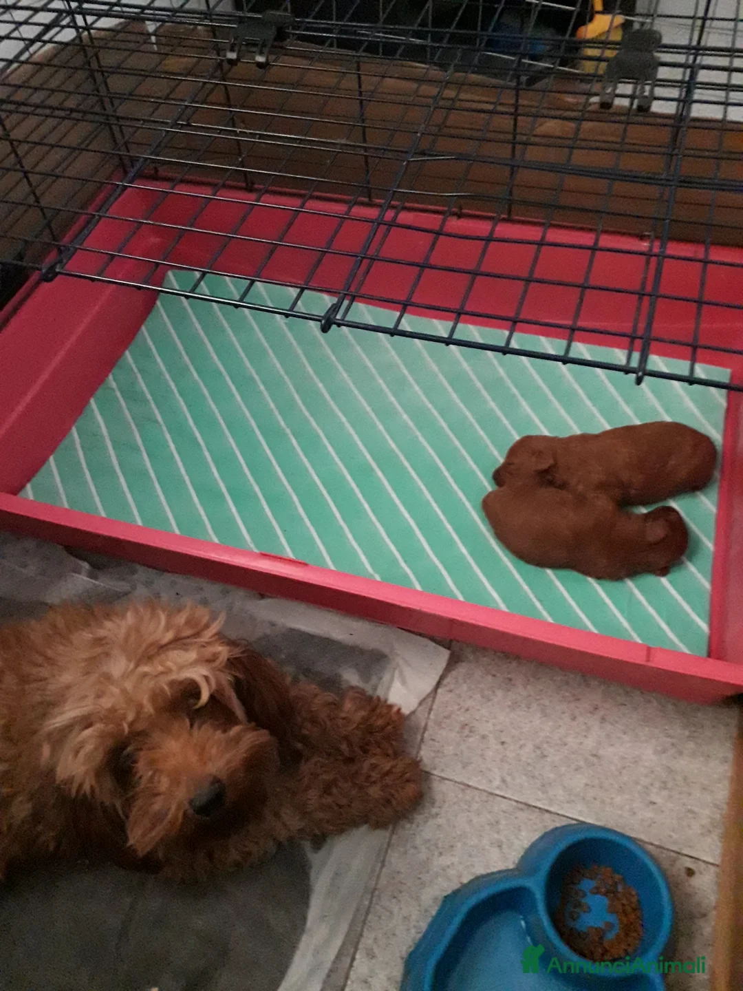 Barboncino cani in vendita: Barboncina femina red - Annuncio 4