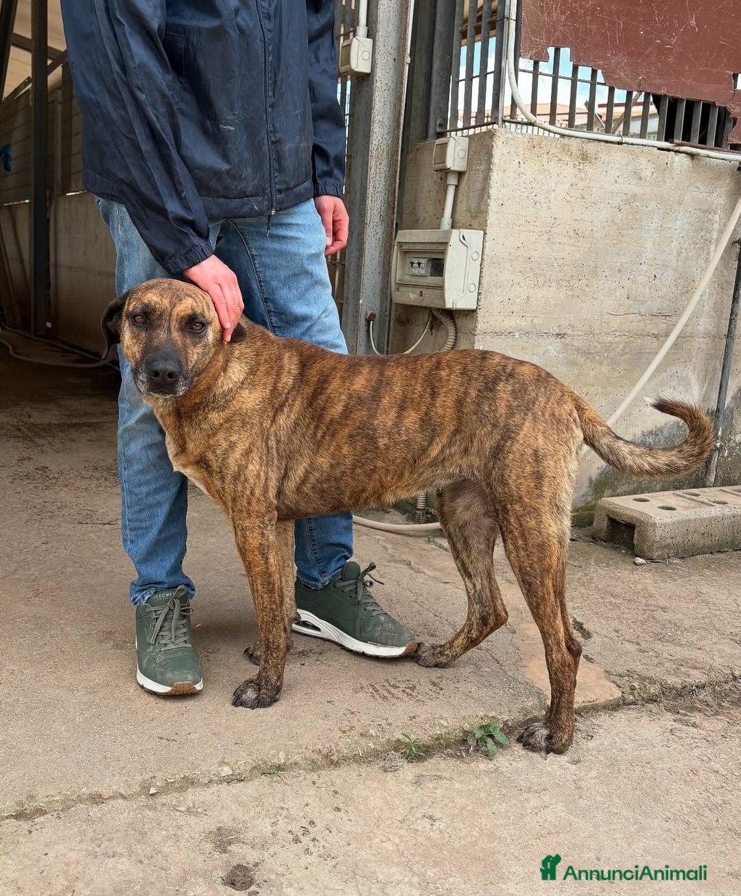 Meticcio cani in regalo: TIGRA, cagnolona fantastica dimenticata da tutti! - Annuncio 5