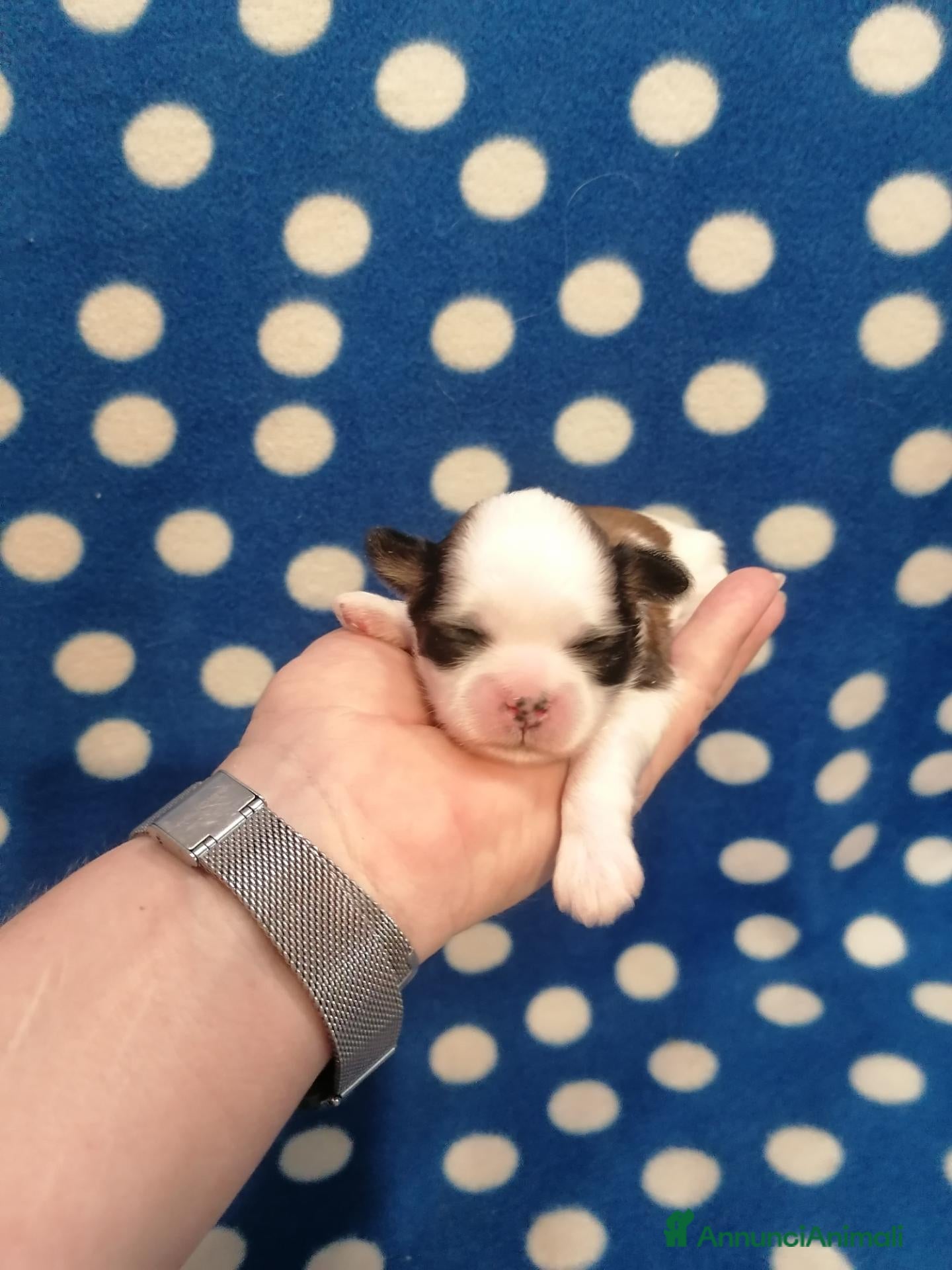 Shih Tzu cani Shih Tzu cuccioli - Annuncio 25