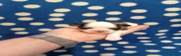 Shih Tzu cani in vendita: Shih Tzu cuccioli - Annuncio 1