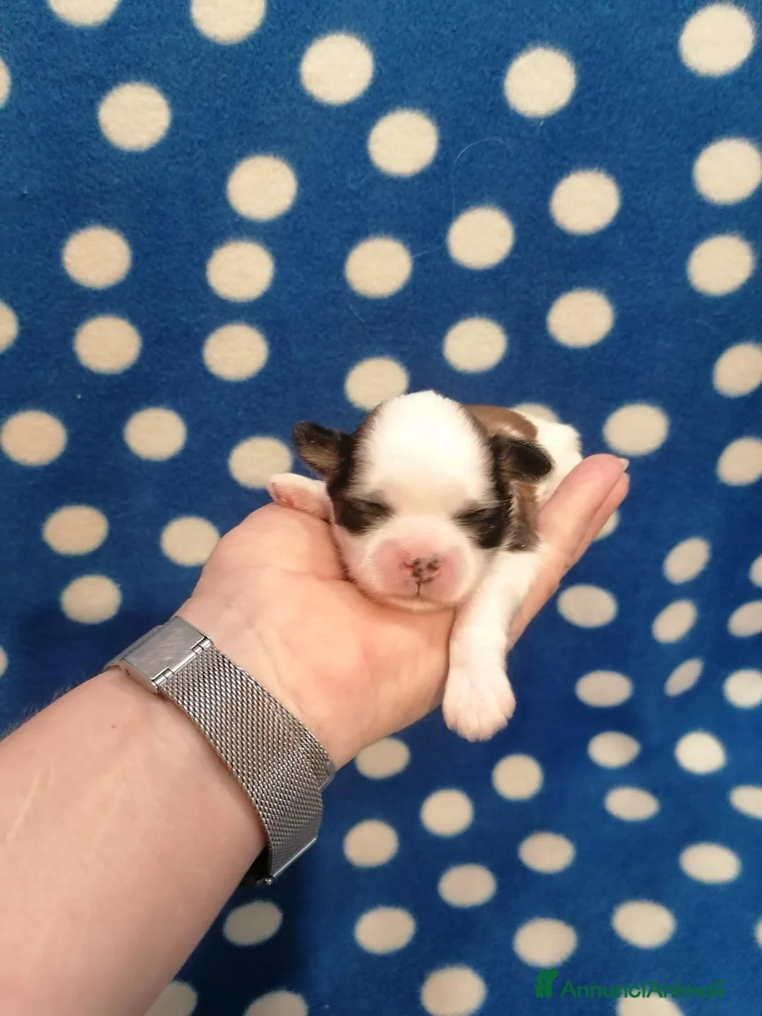 Shih Tzu cani in vendita: Shih Tzu cuccioli - Annuncio 1