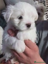 Maltese cani Maltese Toy maschio  - Annuncio 12
