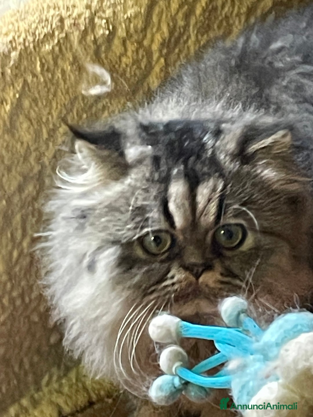 Persiano gatti in vendita: gatto persiano tabby con pedigree - Annuncio 16