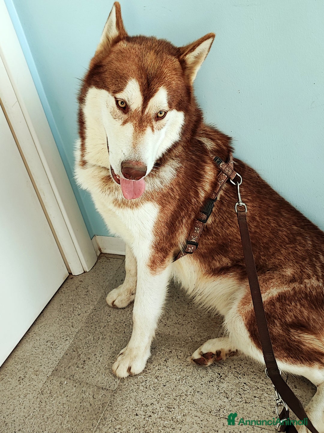 Alaskan Malamute cani in vendita: Alaskan malamute di 1 anno - Annuncio 2