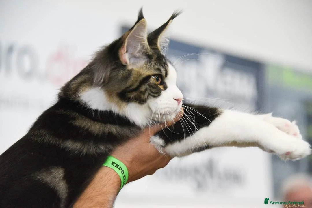 Immagine della galleria {{count}}