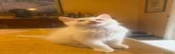 Siberiano gatti in vendita: Cucciolo Siberiano Neva - Annuncio 1