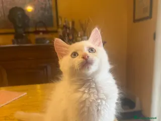 Siberiano gatti Cucciolo Siberiano Neva - Annuncio 2