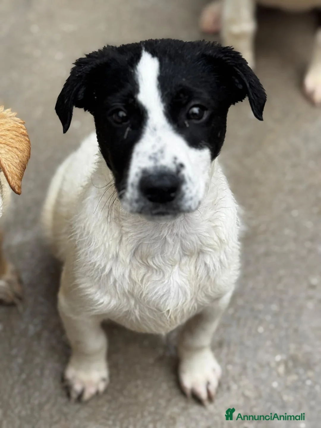 Meticcio cani in regalo: Oliver cucciolo in adozione  - Annuncio 3