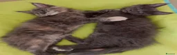 Maine Coon gatti in vendita: Cuccioli di Maine Coon  - Annuncio 9