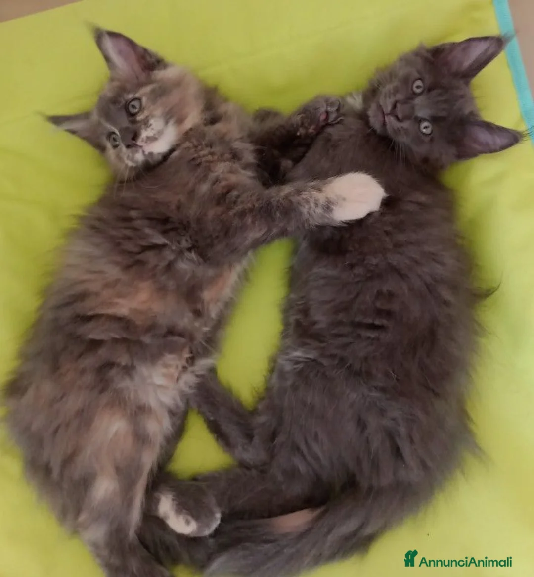 Maine Coon gatti in vendita: Cuccioli di Maine Coon  - Annuncio 9