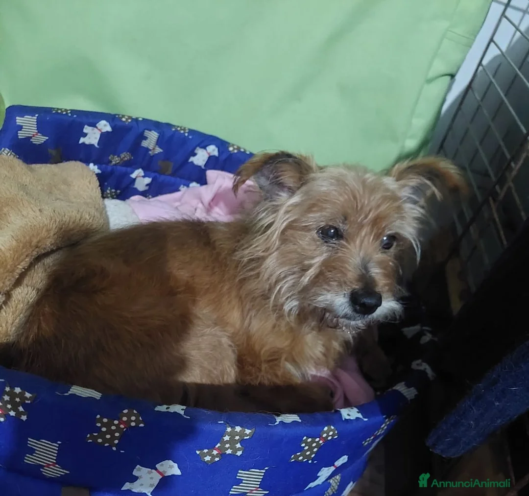 Meticcio cani in regalo: dolce Henry, 5 kg di amore pure aspetta una casa - Annuncio 1