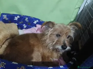 Meticcio cani dolce Henry, 5 kg di amore pure aspetta una casa - Annuncio 5