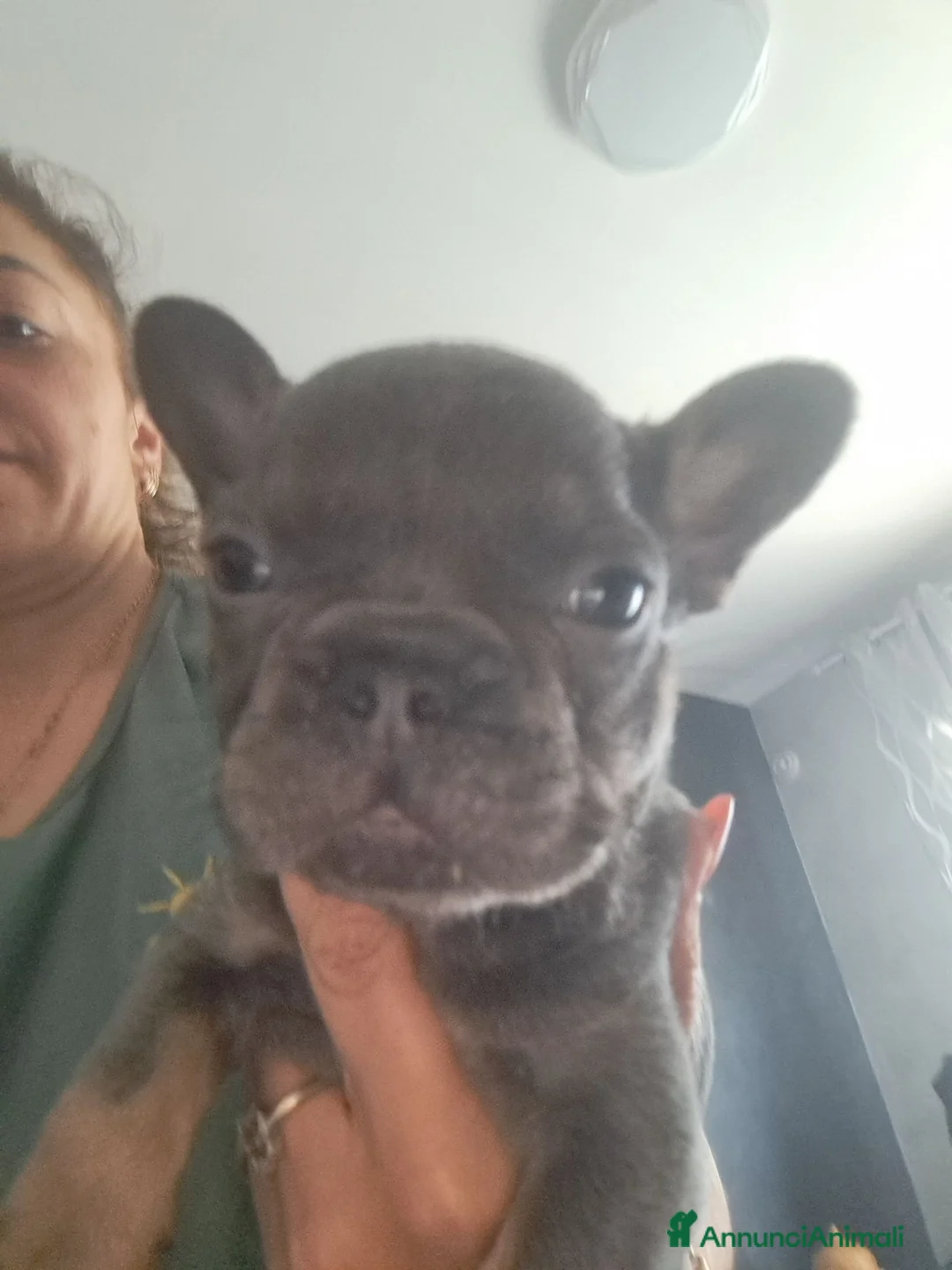 Bulldog Francese cani in vendita: Cuccioli di bulldog francese  a Provincia di Pordenone - Annuncio 2