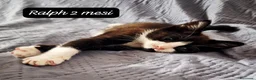 Europeo gatti in regalo: Tanti gattini desiderosi di trovare casa  a Provincia di Prato - Annuncio 5