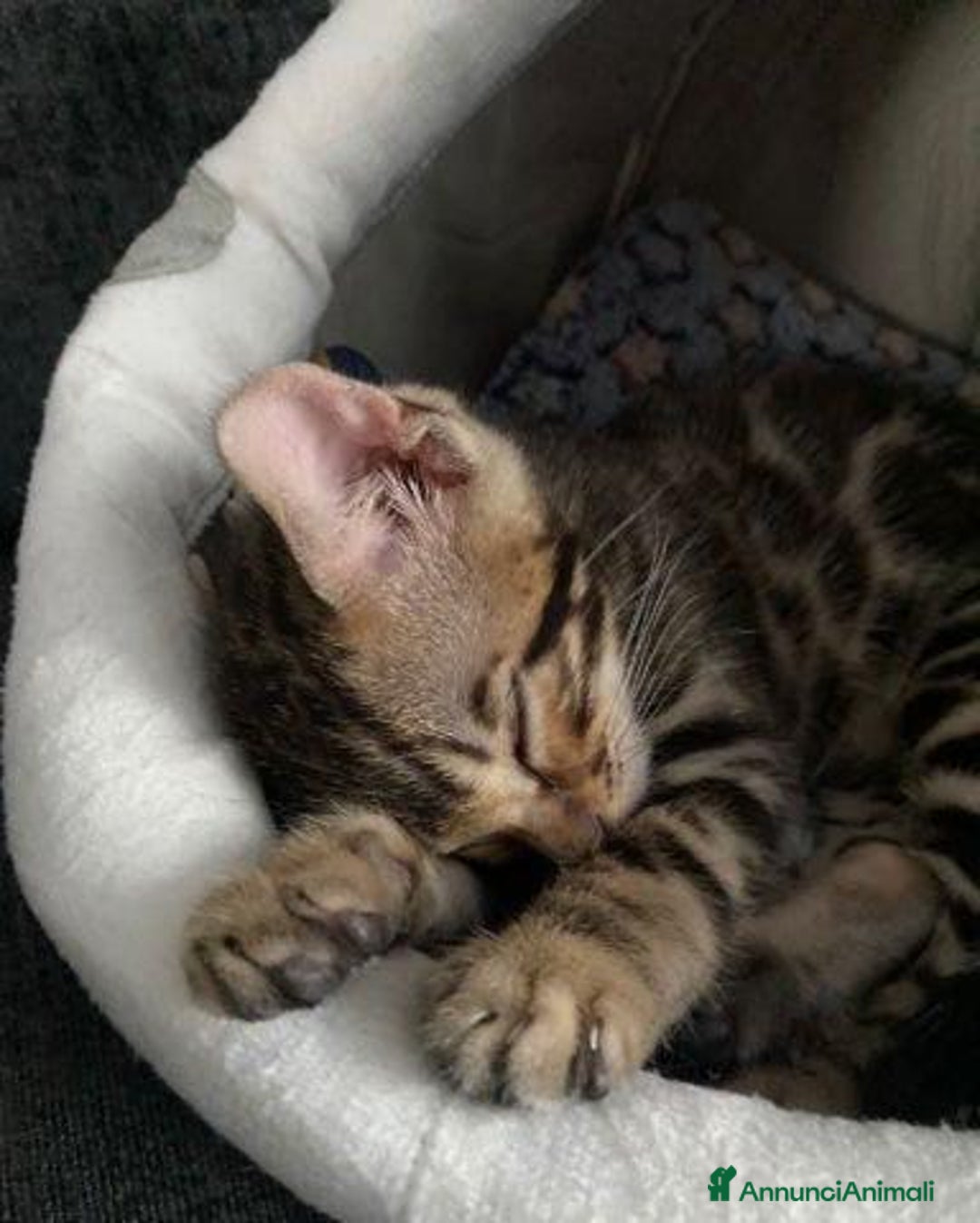 Bengala gatti in vendita: Gattina Bengala - Annuncio 7