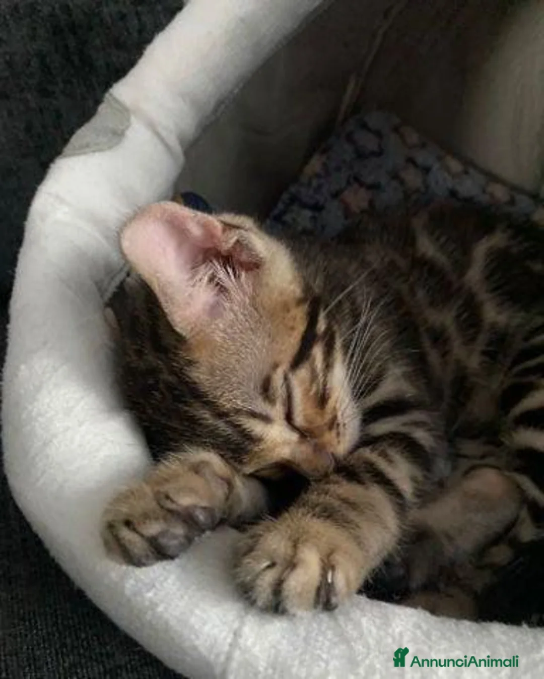 Bengala gatti in vendita: Gattina Bengala - Annuncio 7