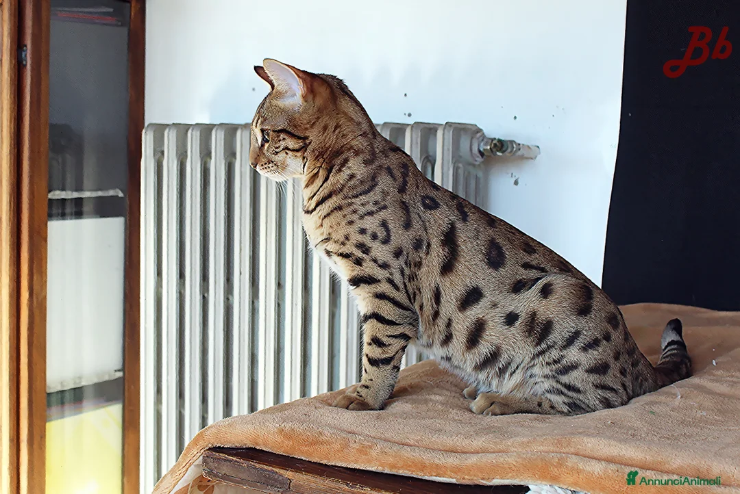 Altre razze gatti in vendita: Splendido Bengala - Annuncio 3