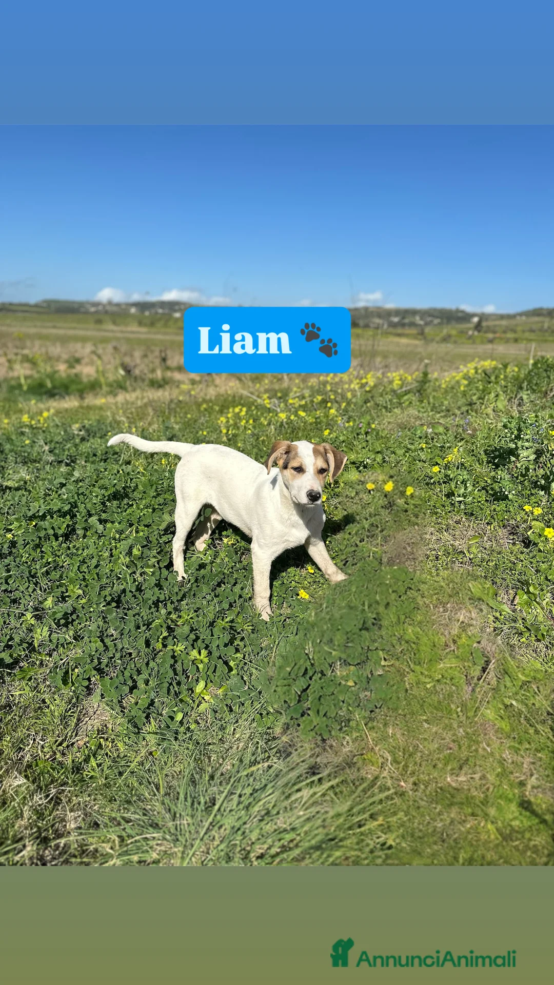Meticcio cani in regalo: LIAM CERCA ADOZIONE - Annuncio 2