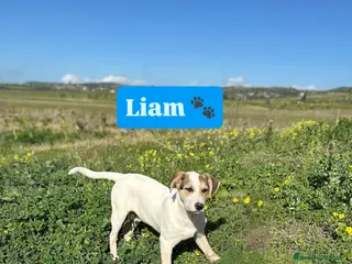 Meticcio cani LIAM CERCA ADOZIONE - Annuncio 18