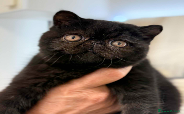 Exotic Shorthair gatti - Annuncio 1