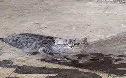 British gatti in vendita: British shorthair  a Provincia di Lodi - Immagine 4