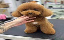 Barboncino Toy cani per accoppiamento: Barboncino Toy per accoppiamento  - Annuncio 1