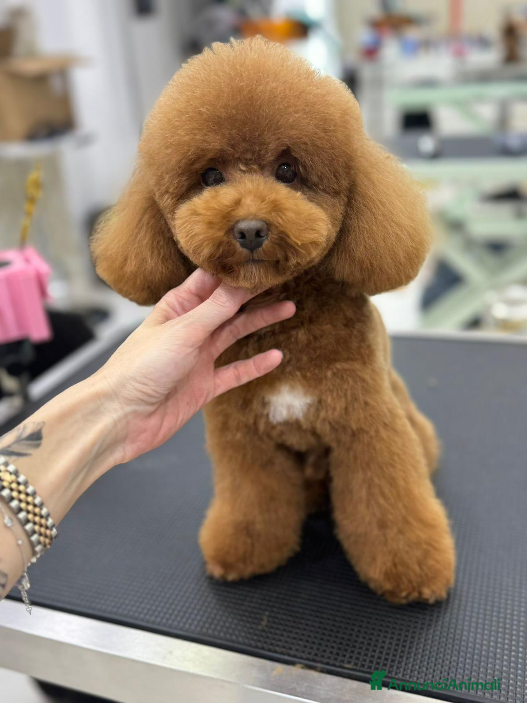 Barboncino Toy cani per accoppiamento: Barboncino Toy per accoppiamento  - Annuncio 1