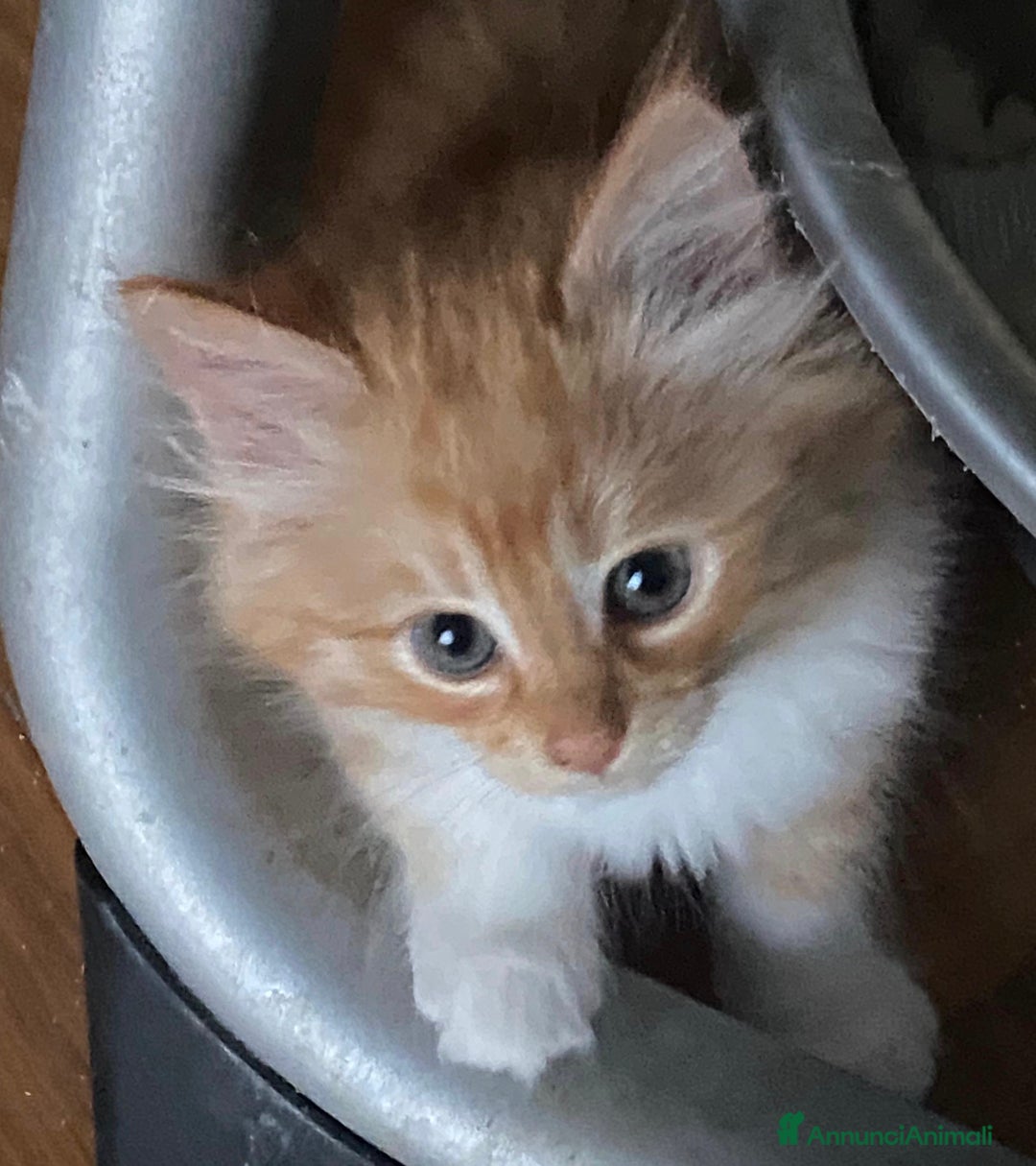 Siberiano gatti in vendita: Gatti cuccioli Siberiani ipoallergenici a Provincia di Forlì-Cesena - Immagine 12