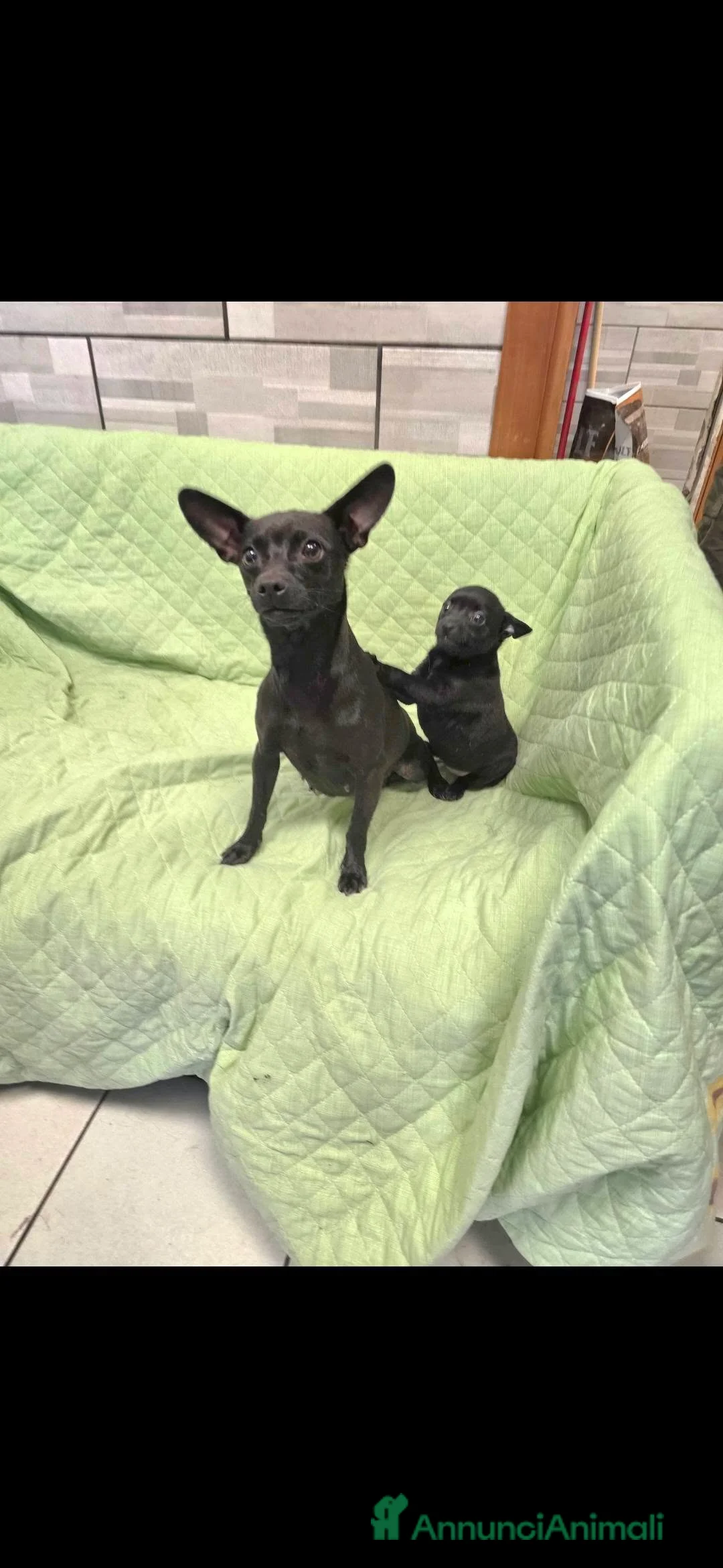 Meticcio cani in regalo: CUCCIOLI - Annuncio 2