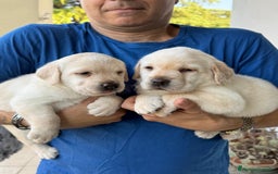 Labrador cani in vendita: Cuccioli Labrador  a Provincia di Perugia - Immagine 6