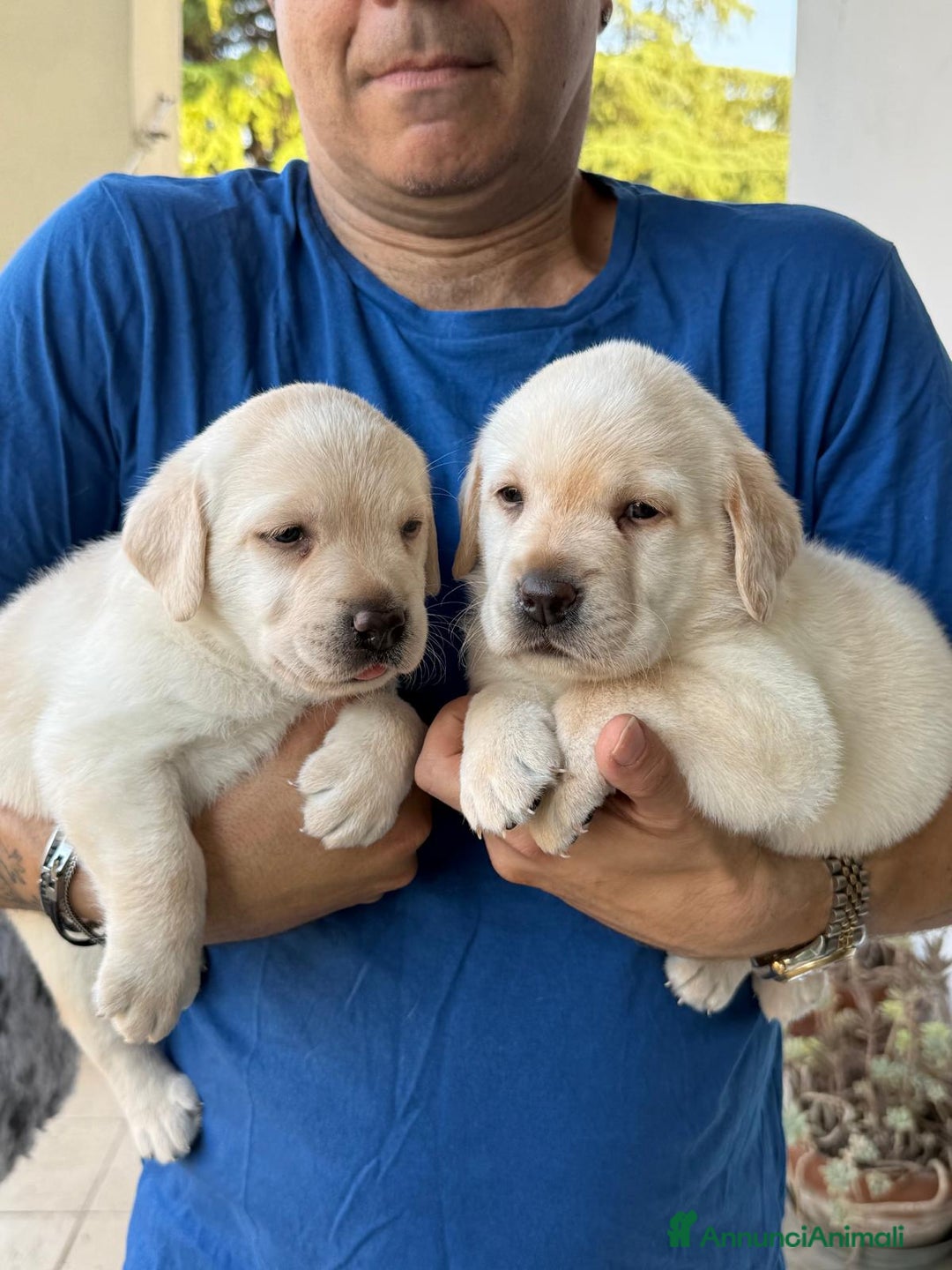 Labrador cani in vendita: Cuccioli Labrador  a Provincia di Perugia - Immagine 6