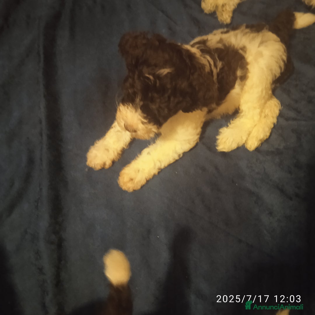 Lagotto cani in vendita: Vendo cuccioli di lagotto a Provincia di Fermo - Immagine 2