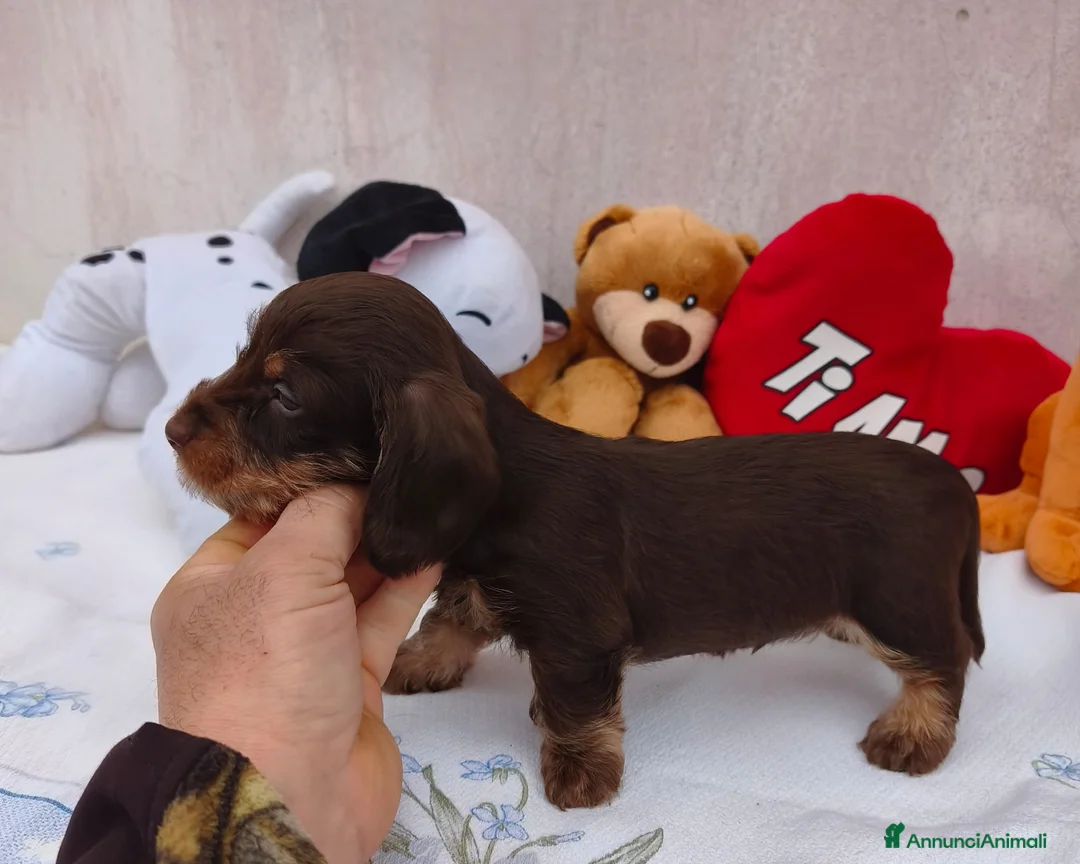 Bassotto cani in vendita: Bassotto pelo ruvido a Città metropolitana di Roma Capitale - Annuncio 2