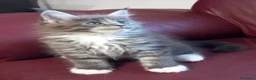 Maine Coon gatti in vendita: Maine coon occhi blu/impari a Provincia di Cremona - Annuncio 9