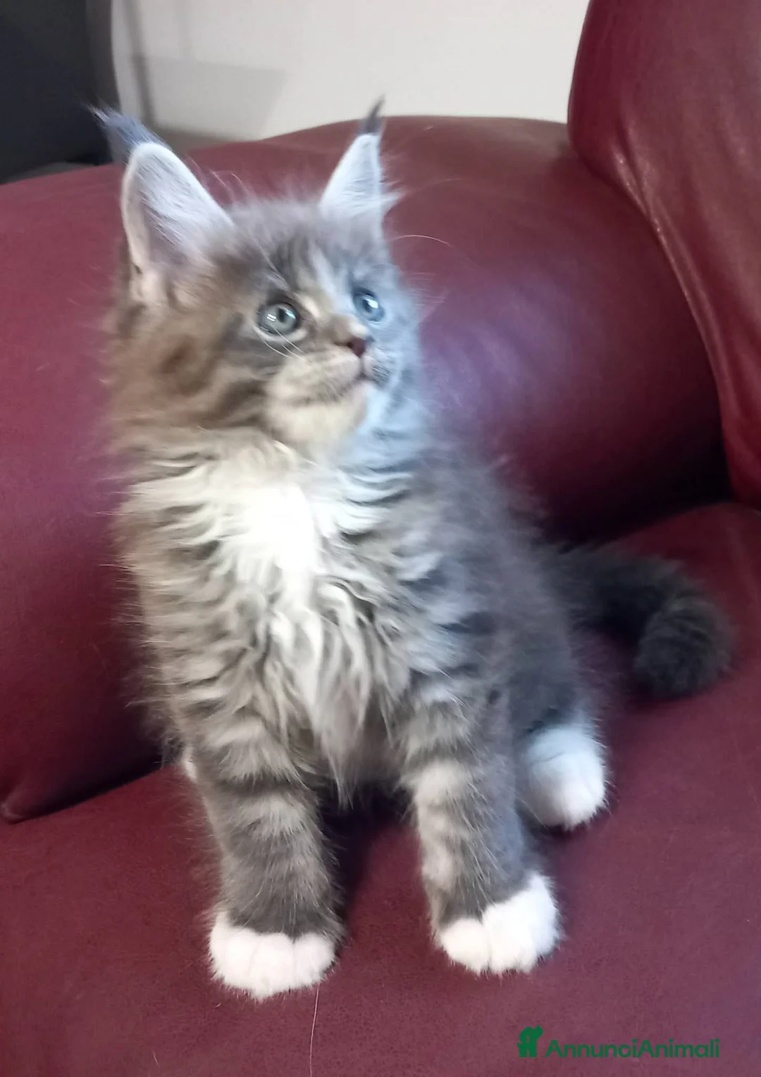 Maine Coon gatti in vendita: Maine coon occhi blu/impari a Provincia di Cremona - Annuncio 9