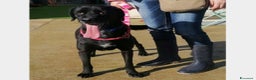 Meticcio cani in regalo: King, mix labrador nero merita una famiglia a Latina - Annuncio 4