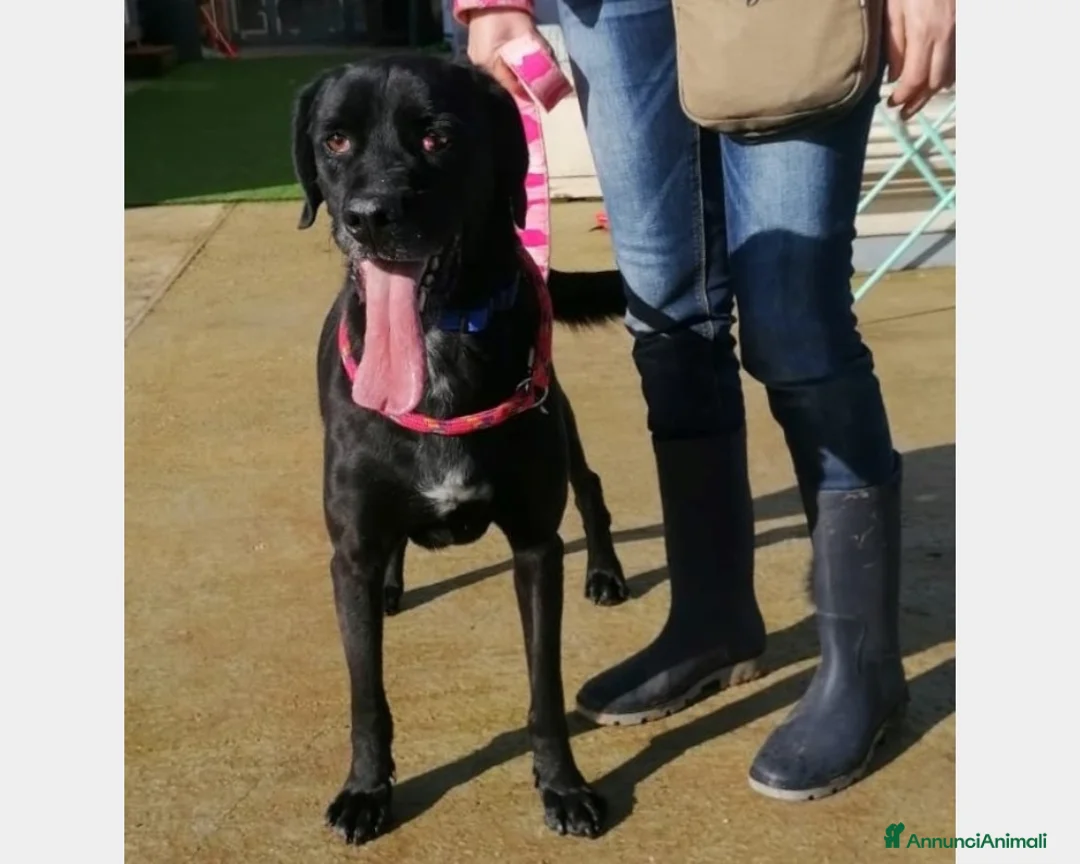 Meticcio cani in regalo: King, mix labrador nero merita una famiglia a Latina - Annuncio 4