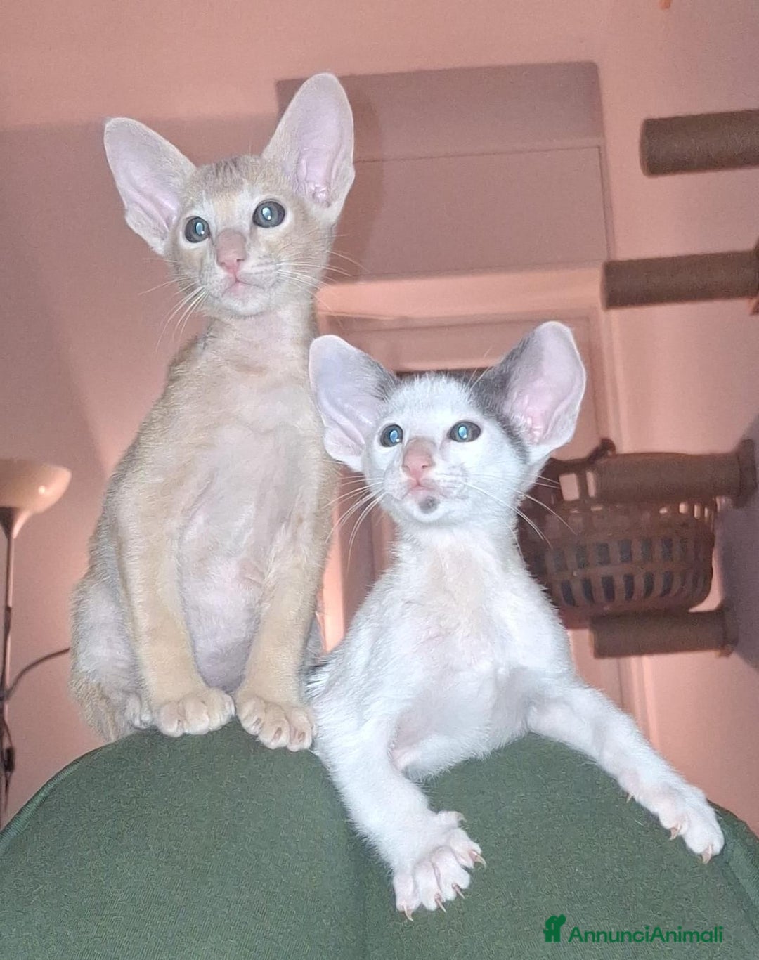 Siamese gatti in vendita: Gatti Orientali - Annuncio 9