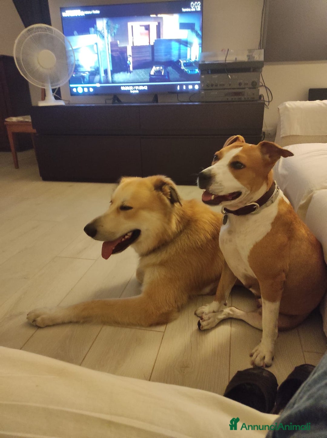 American Staffordshire cani in regalo: Cane in adozione - Annuncio 7