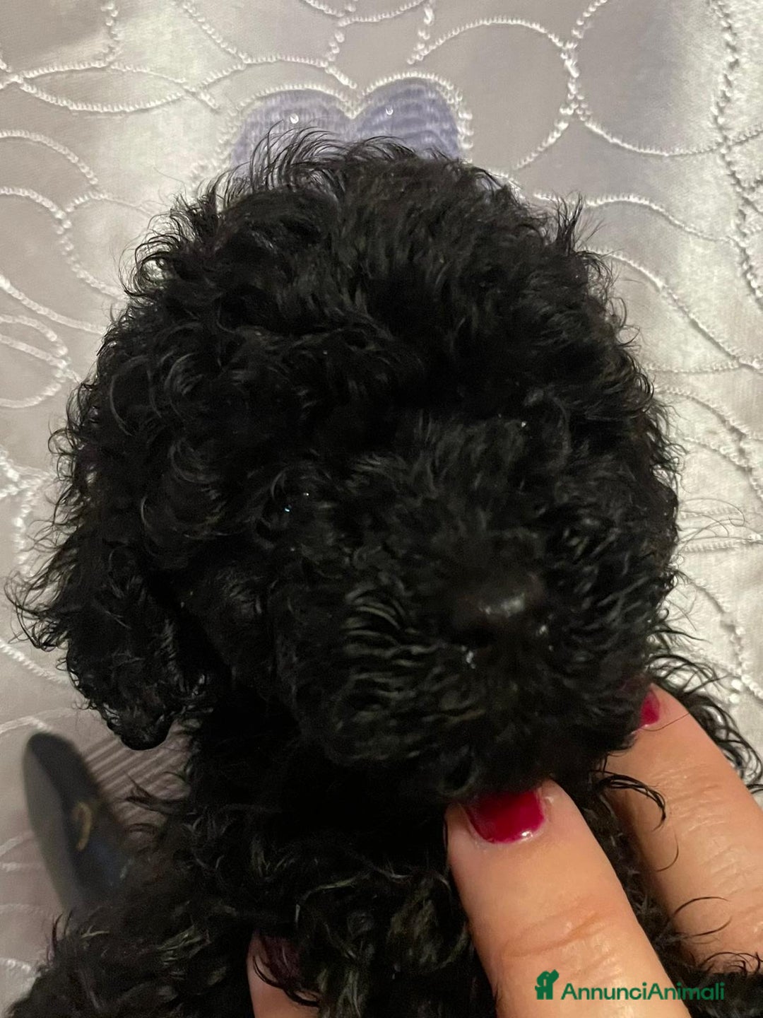 Barboncino Toy cani in vendita: Cuccioli di Barboncino Toy con pedigree ENCI - Annuncio 6