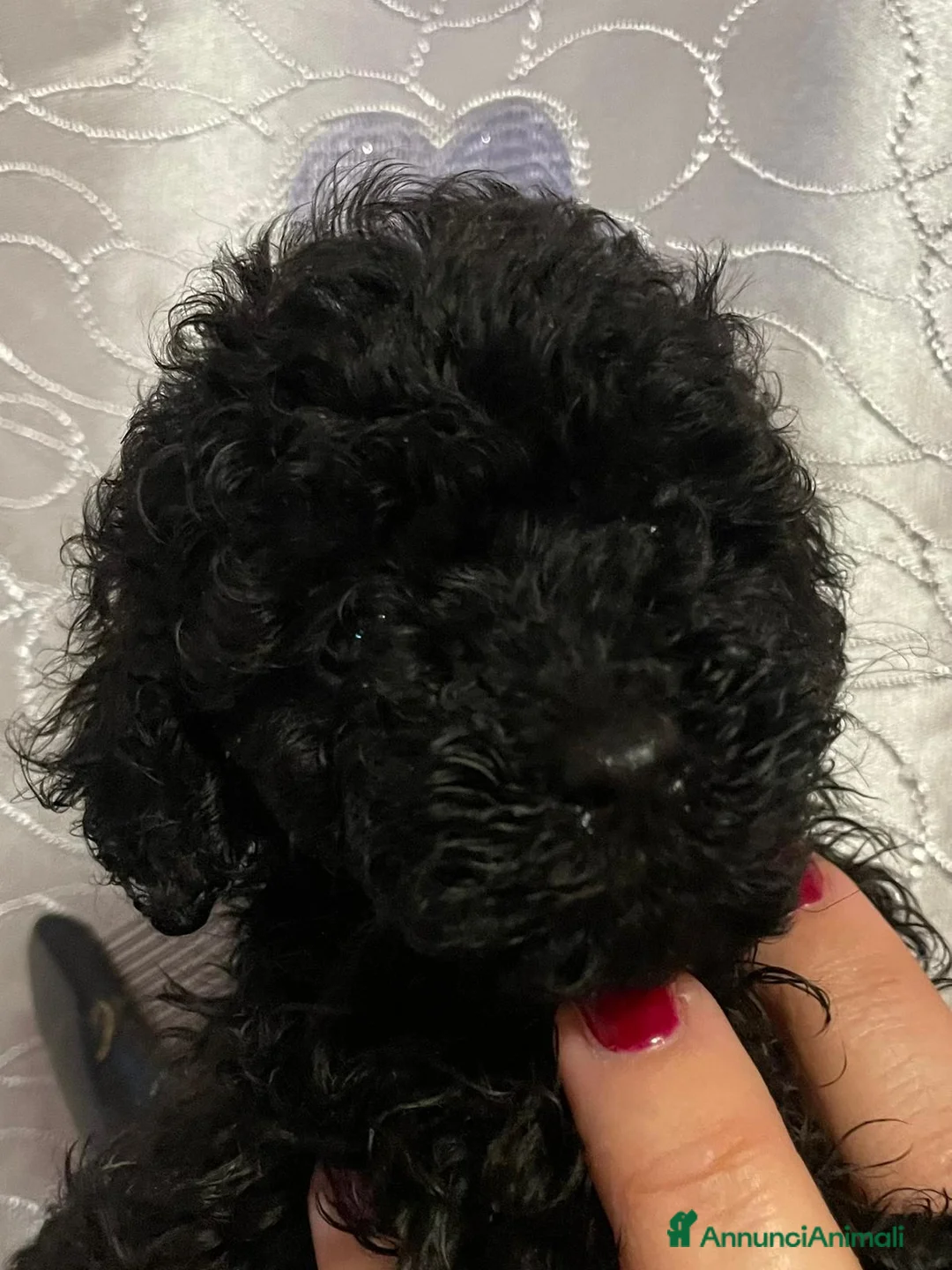 Barboncino Toy cani in vendita: Cuccioli di Barboncino Toy con pedigree ENCI - Annuncio 6