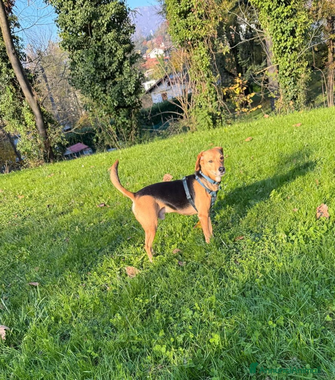 Altre razze cani in regalo: argo  - Annuncio 6