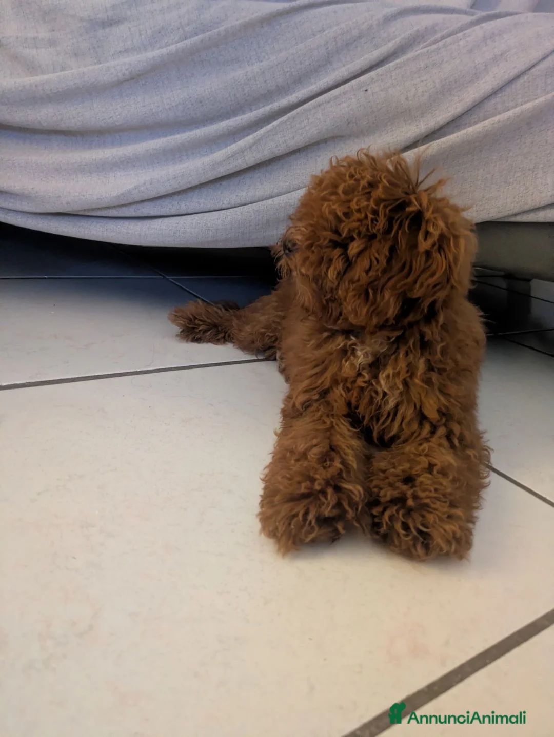 Barboncino Toy cani in vendita: Barboncino Toy  a Provincia di Caserta - Annuncio 2
