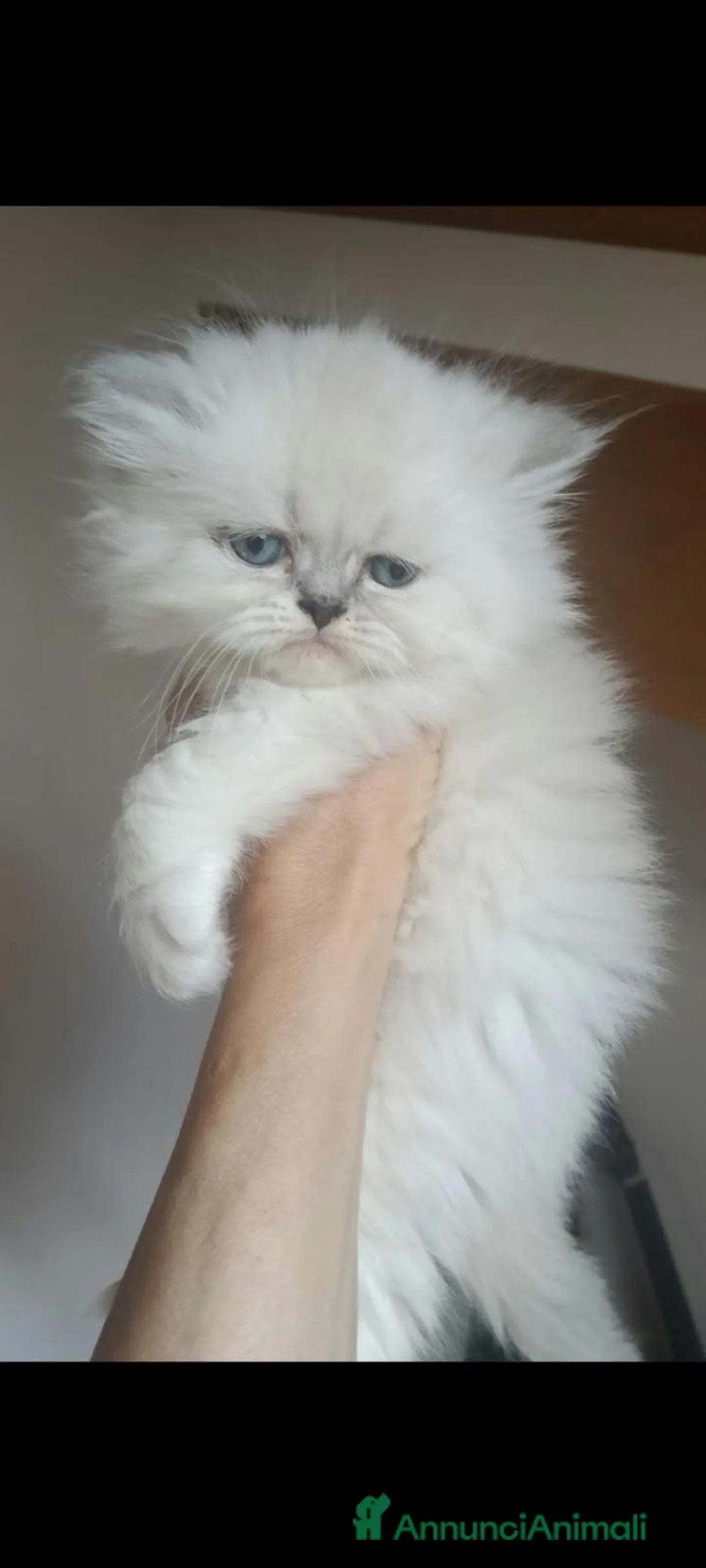 Persiano gatti in vendita: Gattini persiani normotipo e ipertipici - Annuncio 2