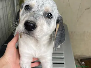 Meticcio cani MIX SEGUGINA SETTERINA - Annuncio 30