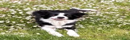 Border Collie cani in vendita: Cucciolata di Border Collie - Annuncio 2