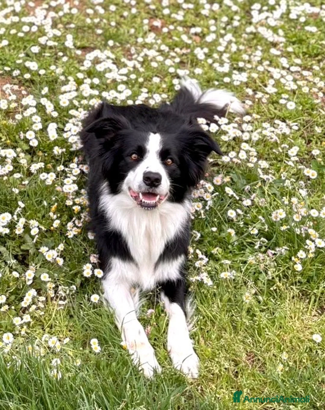 Border Collie cani in vendita: Cucciolata di Border Collie - Annuncio 2
