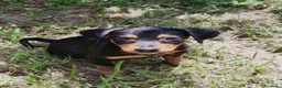 Meticcio cani in regalo: MIKY 💙 il mondo è tutto da scoprire  a Provincia di Rovigo - Annuncio 3