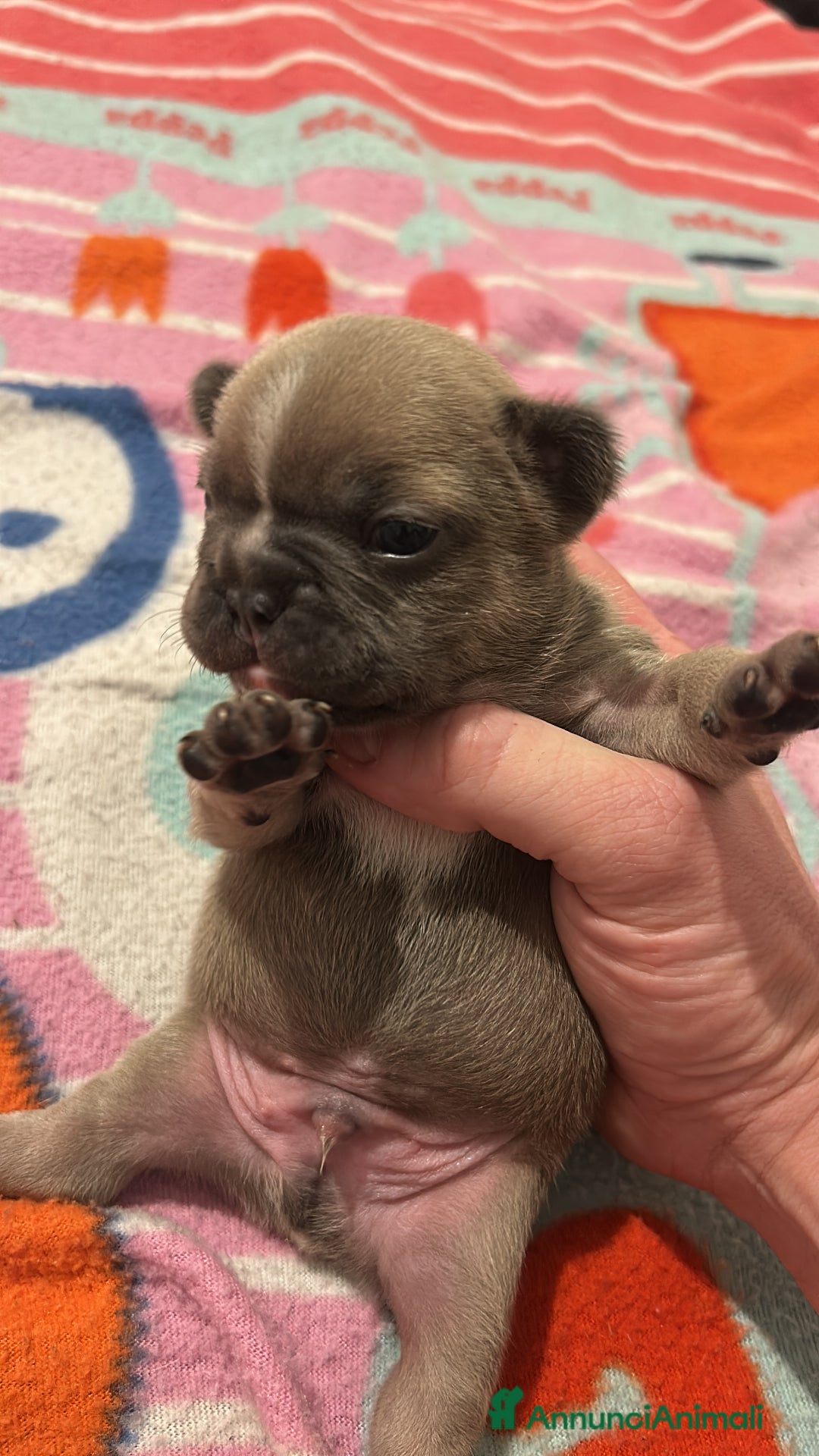 Bulldog Francese cani in vendita: Cuccioli maschi. Bulldog francese. - Annuncio 6